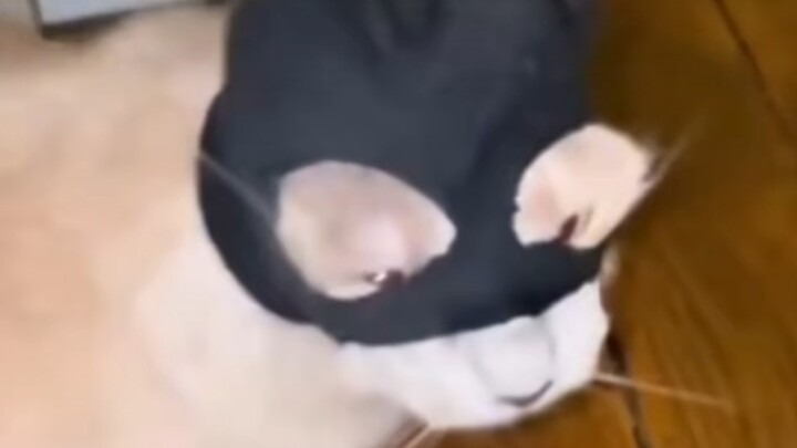 《Đại hội hành vi kỳ lạ của động vật 273》