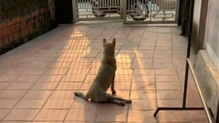 Ai đã dạy họ đi như thế này?