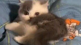 Collection of cute cats