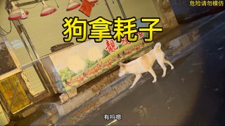 灭鼠那么多年遇见最牛的一只杰瑞