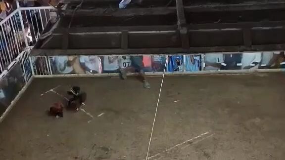 boston rh X Duke hulsey Lemon