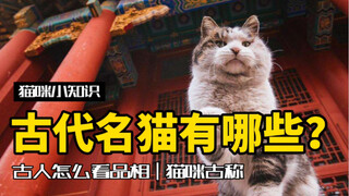 这些古代名猫里，有你家喵吗？