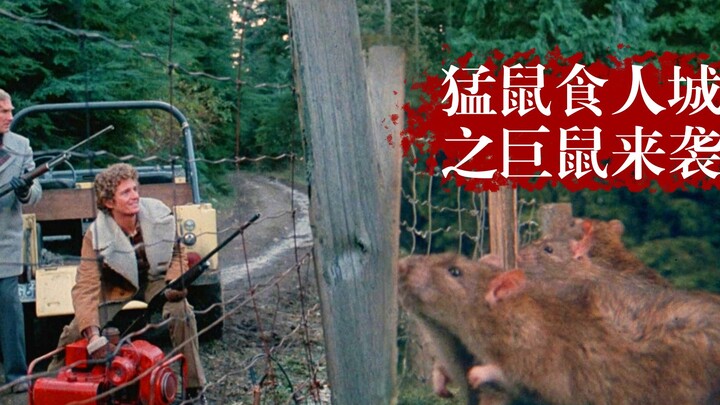 [Clumsy Brother] A 300-pound giant rat appears in the jungle, treating villagers as food. It keeps g