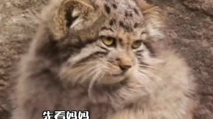 ลูกเสือพังพอนน้อยเรียนแม่เตะหางให้เท้าอุ่น #น่ารักเกินไปแล้ว