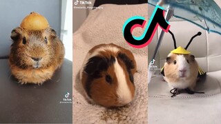 Guinea pig side of TikTok - Guinea pig TikTok Compilation #3