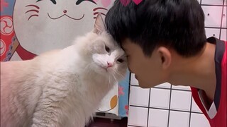 แมวในฝันที่มีทักษะเฉพาะตัว