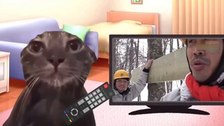 13 Surprising Things You'll Find Living in Hokkaido | Cat Meme