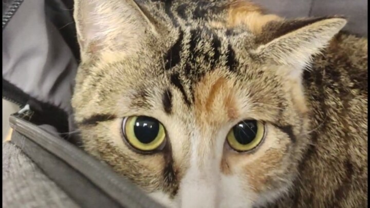 The lab cats have forcefully taken over my backpack!