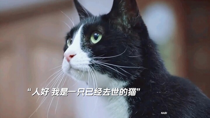 From the pup’s perspective: the “Heavenly Reunion” scene — “Human, the cat misses you so much!”