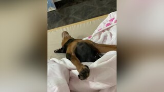 Ngày té 18 tiếng liên tục fyp trending xuhuong thucung thúcưng chó_cưng chó xuhuongtiktok pet dog dogsoftiktok