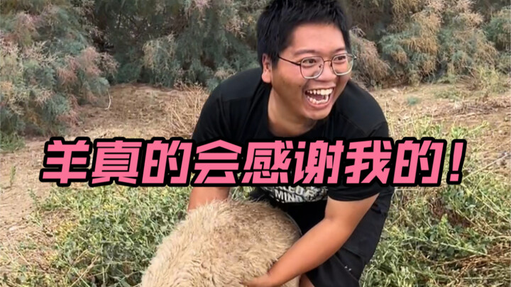 แกะจะขอบคุณฉันจริงๆ!