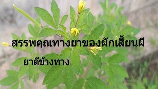 ผักเสี้ยนผี สมุนไพรแก้สารพัดโรคช่วยต้านมะเร็ง แก้ปวดเมื่อย แก้โรคงูสวัสฯ /โดยฮอยไทยอีสาน
