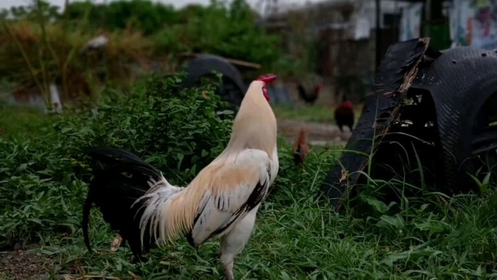 my new broostag