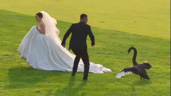 ✪ في الآونة الأخيرة، أصبح عالم الحيوانات غريبًا بعض الشيء