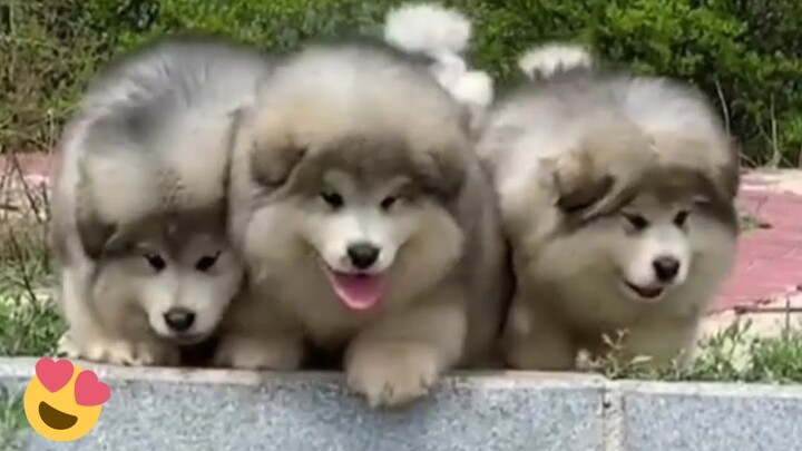 Baby Alaskan Malamute Puppies Running😍Funny And Cute Puppies Compilation