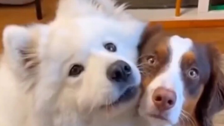 Isn't this just the Wanwan-like dog in the canine world?