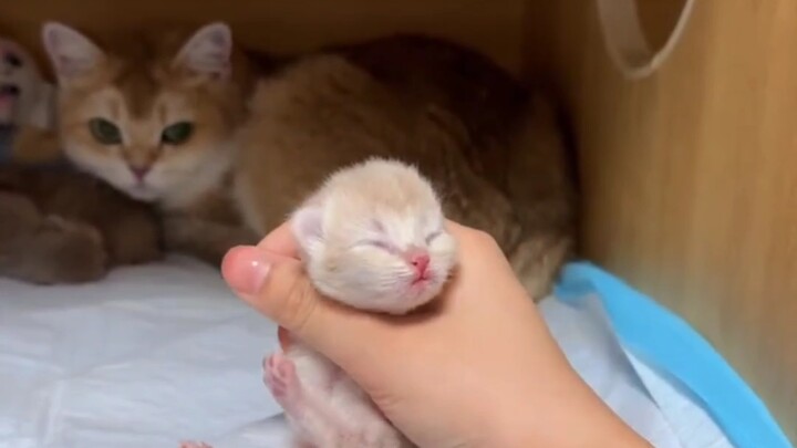 Saat aku mengambil anak kucing yang selama ini ia bantu melahirkannya tepat di depan si induk kucing