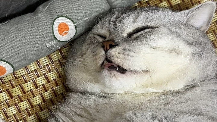 Đại Tráng nằm mơ rồi