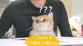 ลูกแมวในชั้นเรียน