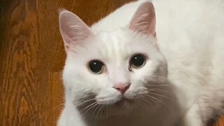 [Hewan]Apa yang Membuat Kucing Elegan Kehilangan Martabatnya?
