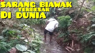 SARANG BIAWAK TERBESAR DI DUNIA|hampir saja!!