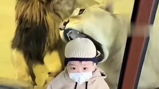 Male lion: I can only turn a blind eye and spoil the stupid wife I chose, what else can I do?