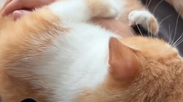 Tapi—baru pertama kali bertemu, lho, kucing kecil!