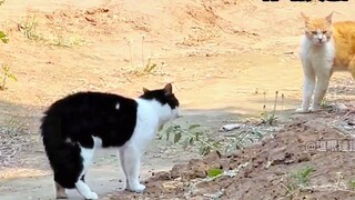 Tikus: Pukul aku!