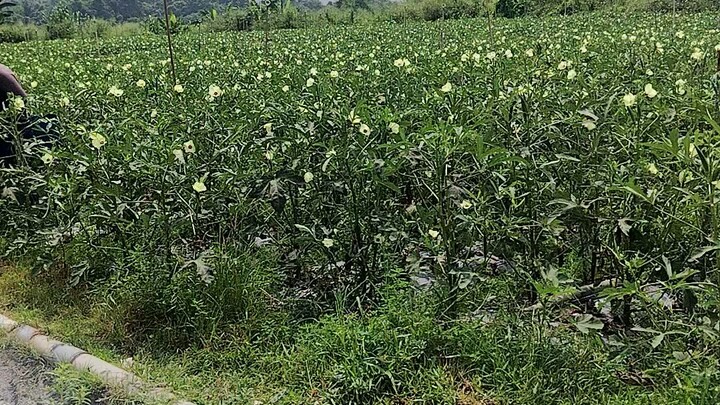 ভেন্ডি তোলার কাজ চলছে