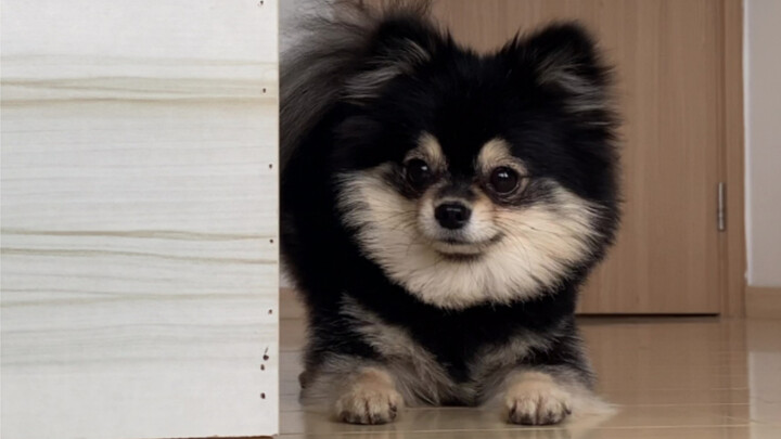 น้องหมาดันก้นขึ้นมา แสดงว่าอยากเล่นกับคุณ!