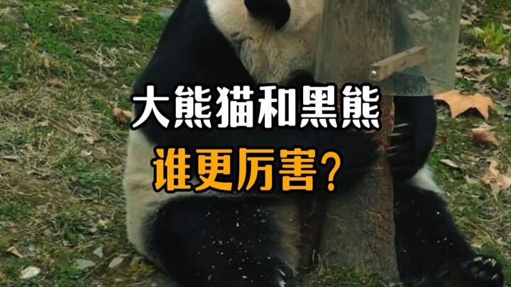 Manakah yang lebih unggul, panda raksasa atau beruang hitam?
