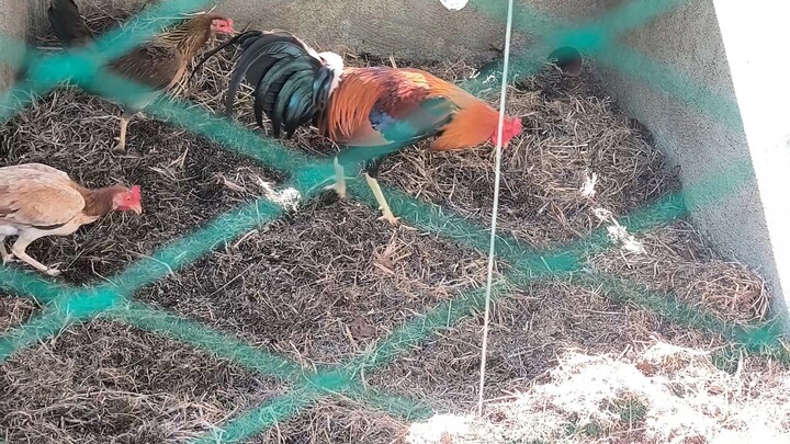 raptor sweater x kelso