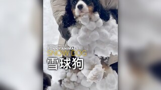 狗，你不准再玩雪了！