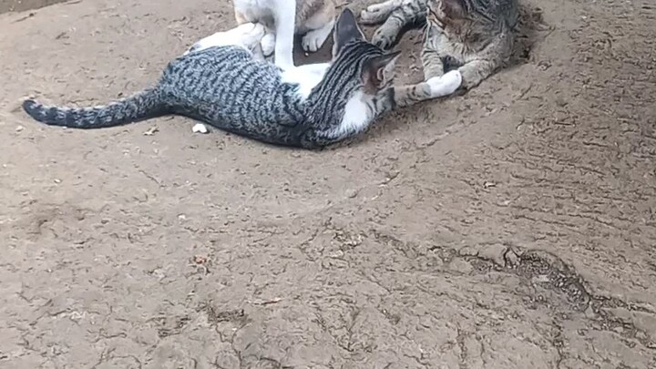 cute kitty 🥰🥰🥰