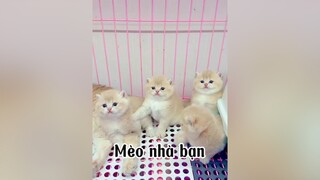 Nghèo quá nghèo ạ mèo cat