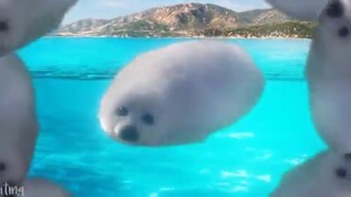 我从未见过如此魔性的海豹?