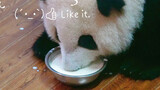 [Panda He Hua] Drinking Milk from the Bowl HD