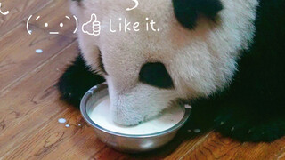 [Gấu trúc He Hua] Uống sữa trong bát HD