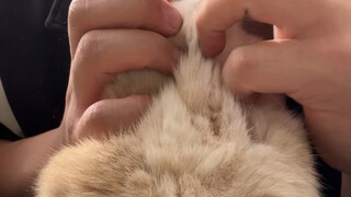 How to give pills to cats