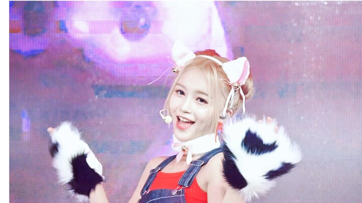 [RED Group] Catwalk, ringan dan lucu | Catwalk, tujuh kucing liar kecil saling berhadapan | 0823 She