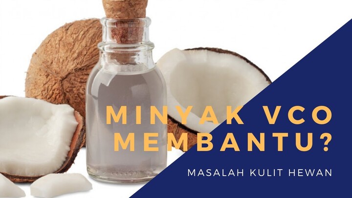 Minyak VCO Bisa Mengobati Penyakit Kulit pada Hewan?