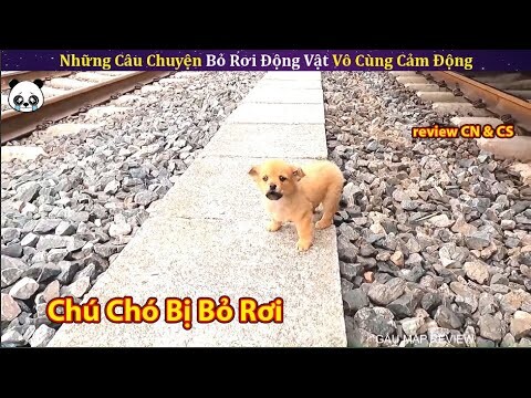 Chú Chó Tội Nghiệp Bị Mẹ Bỏ Rơi Ở Đường Ray Tàu Lửa || Gấu Mập Review