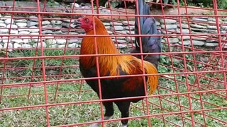 for breeding purposes Joe Black sold to sir rozon... class AB only 10k each.