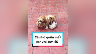 Bư lớn nhanh quá. cunyeucuadua chó chócon chókhôn chócute chó_cưng chócon chókhôn chómèo xuhuong fyp