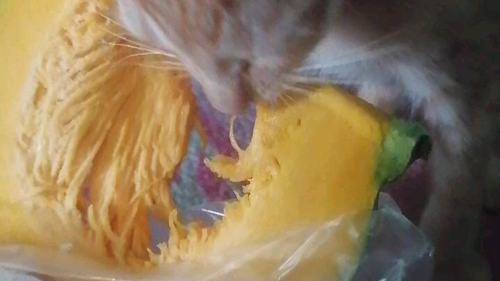 My vegetarian cat likes to eat squash🙀