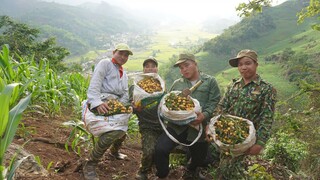 QUẢ LẠ TRÊN RỪNG TÂY BẮC