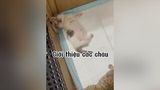 maiamnhac huanhoahong🌹 minhkontum  chào quý dị