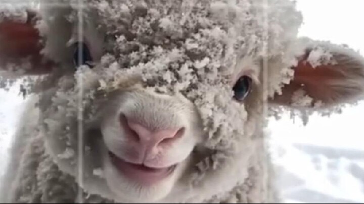 smiling lamb