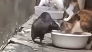 Sigma rat