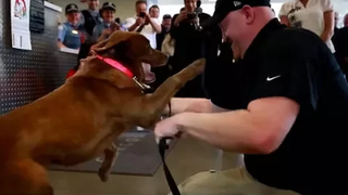 สุนัขพบเจ้าของของพวกเขาหลังจากผ่านไปนาน - Dog Reunited Owners Compilation